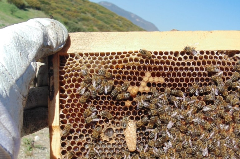 Beekeeping-Basics.jpg
