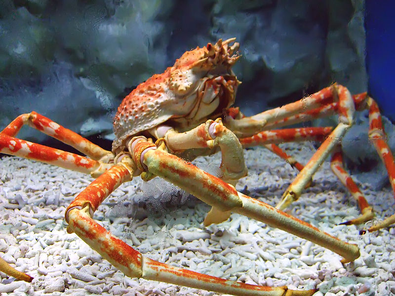 800px-Spider_crab_at_manila_ocean_park.jpg