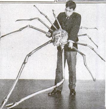Japanese_spider_crab%5B1%5D.jpg