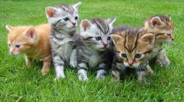 kittens-590x328.jpg