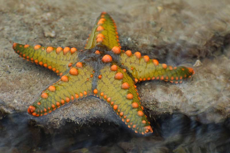 starfish3.jpg