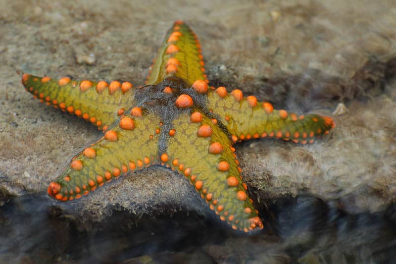 starfish3.jpg