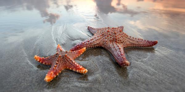 12-Surprising-Facts-About-Starfish.jpg