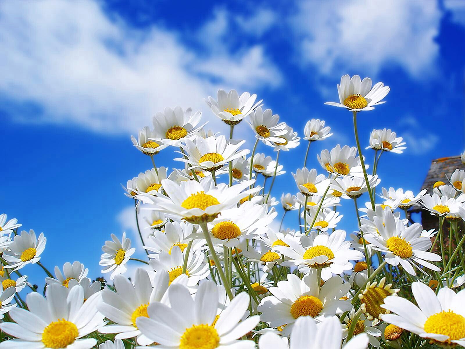 Flowers-Wallpapers-HD-31.jpg