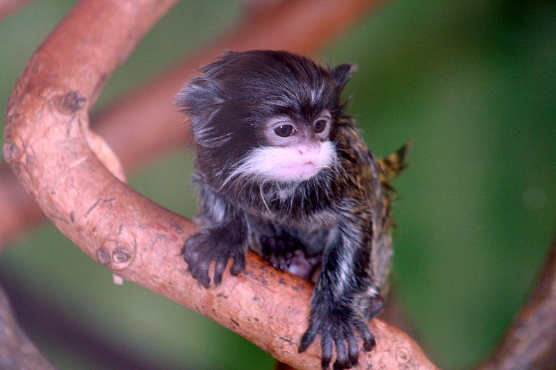 ths-The-Emperor-tamarin-which-is-a-small-species-of-monkey-found-in-the-forests-of-South-America.jpg