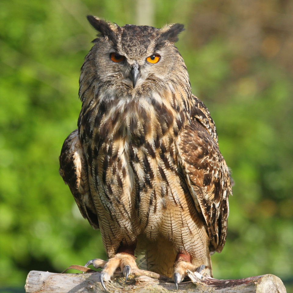 The-Eurasian-eagle-owl-Bubo-bubo-is-a-species-of-eagle-owl-that-resides-in-much-of-Eurasia..jpg