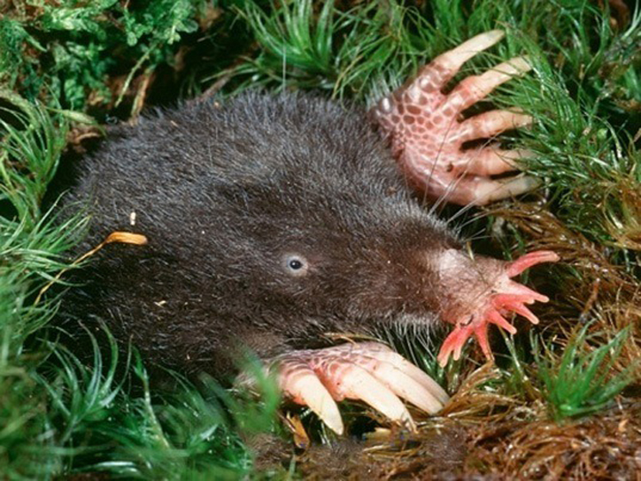 Star-Nosed-Mole.jpg