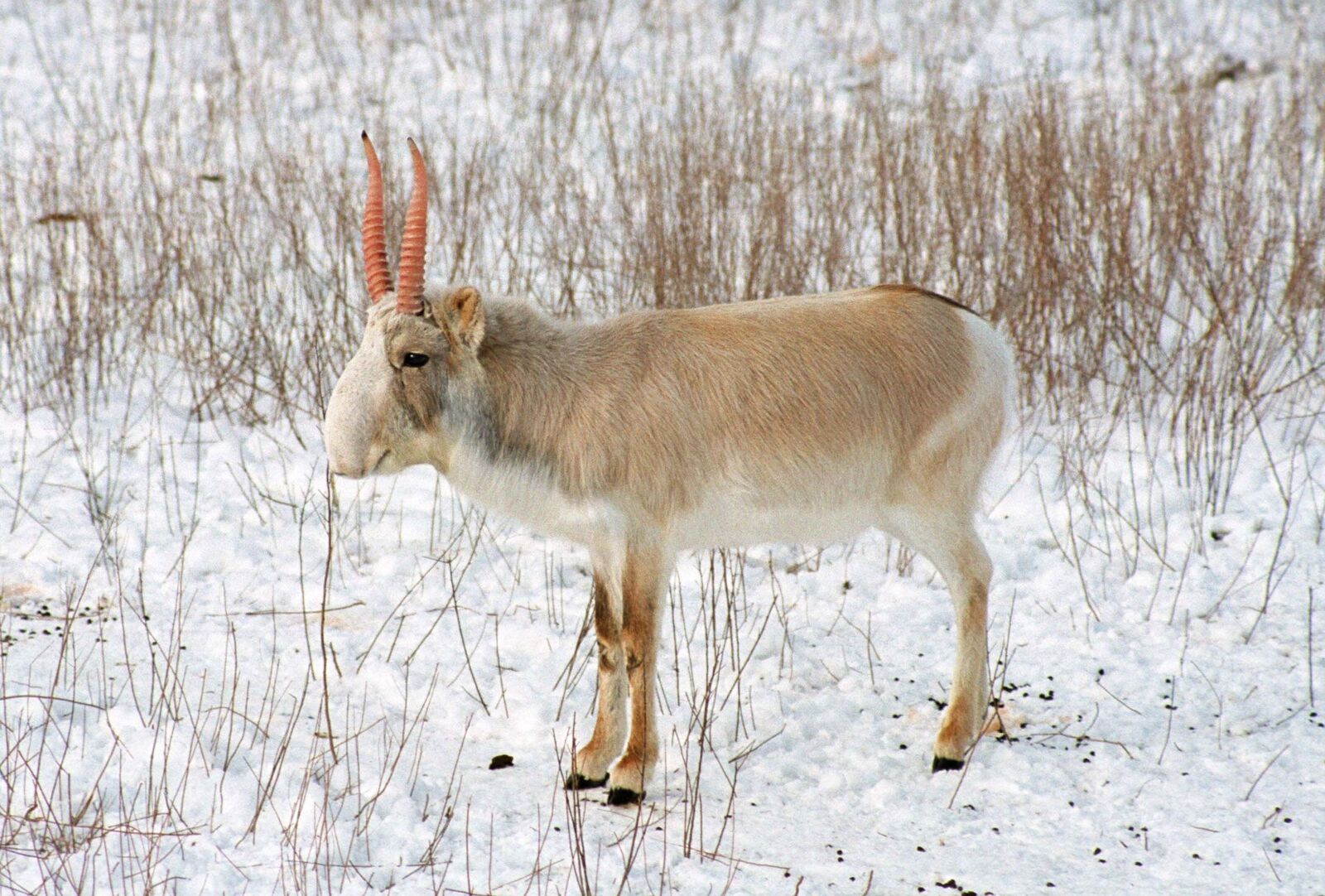 Saiga-has-long-thin-legs-and-robust-body..jpg