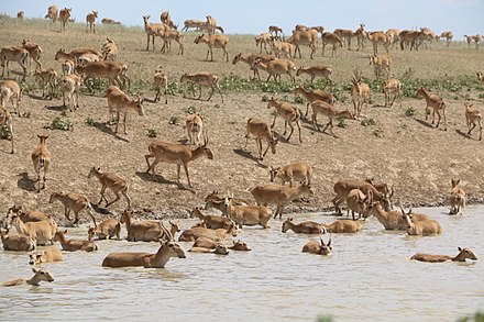 440px-Saiga_West_Kazakhstan.jpg