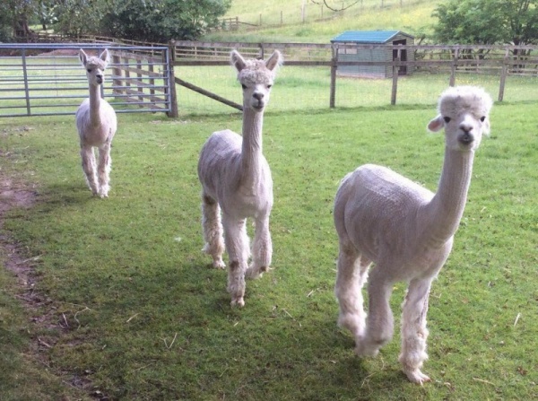 alpacas-facts_2361_4_1559431831.jpg
