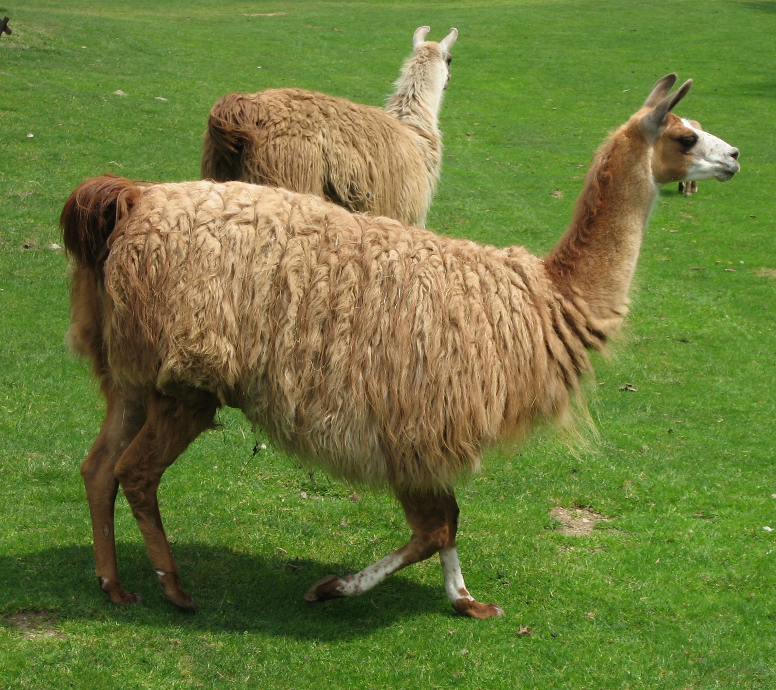 Lama_glama_01_by_Line1.jpg