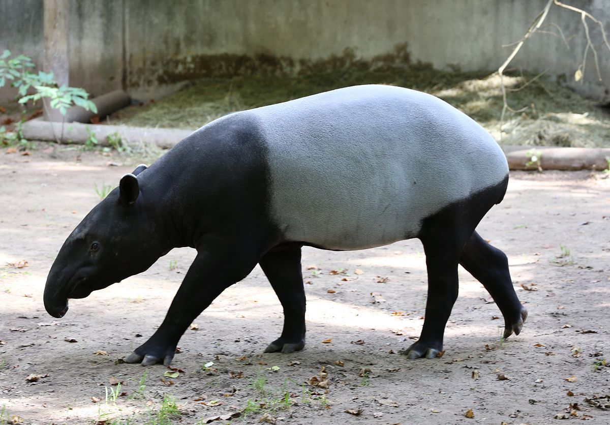 1200px-Schabrackentapir_Tapirus_indicus_Tiergarten-Nuernberg-1.jpg