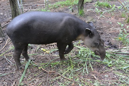 tapir-national-animal.jpg