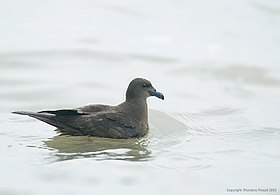 280px-Jouanin%27s_Petrel.jpg