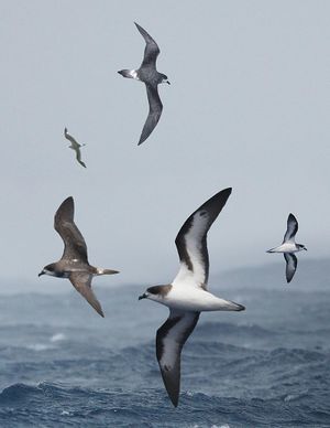 300px-Bermuda_Petrel_From_The_Crossley_ID_Guide_Eastern_Birds.jpg