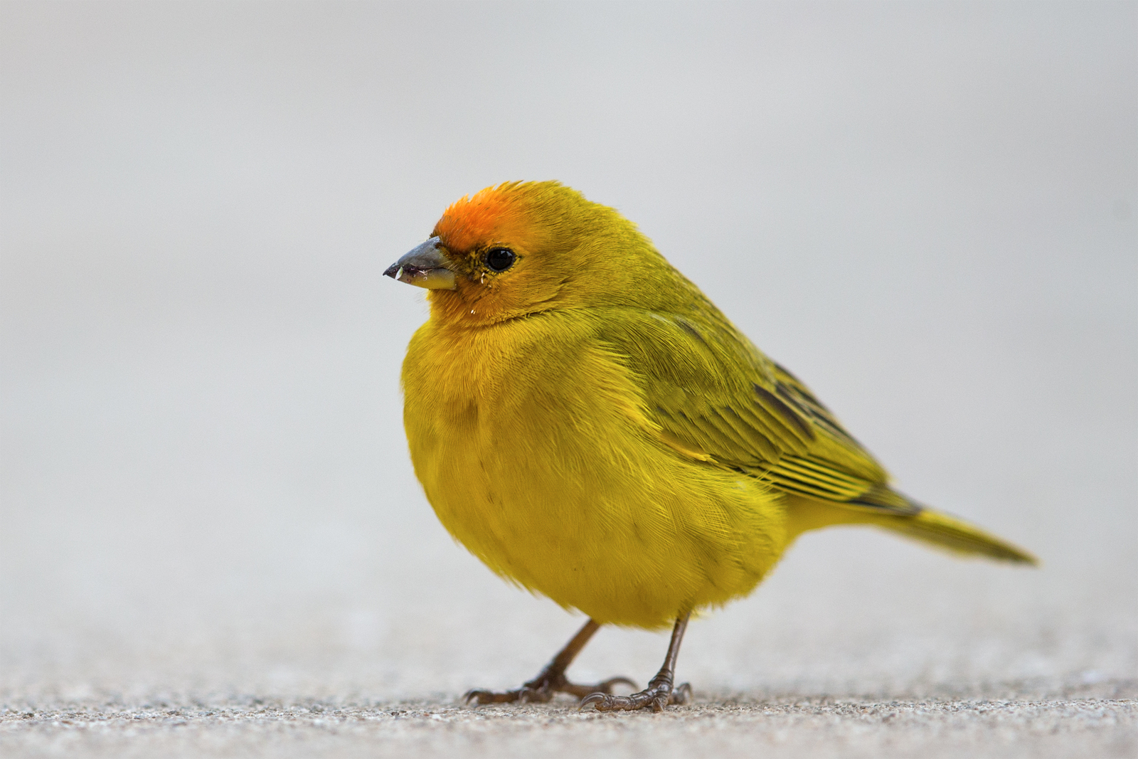 Orange-fronted_yellow_finch.jpg