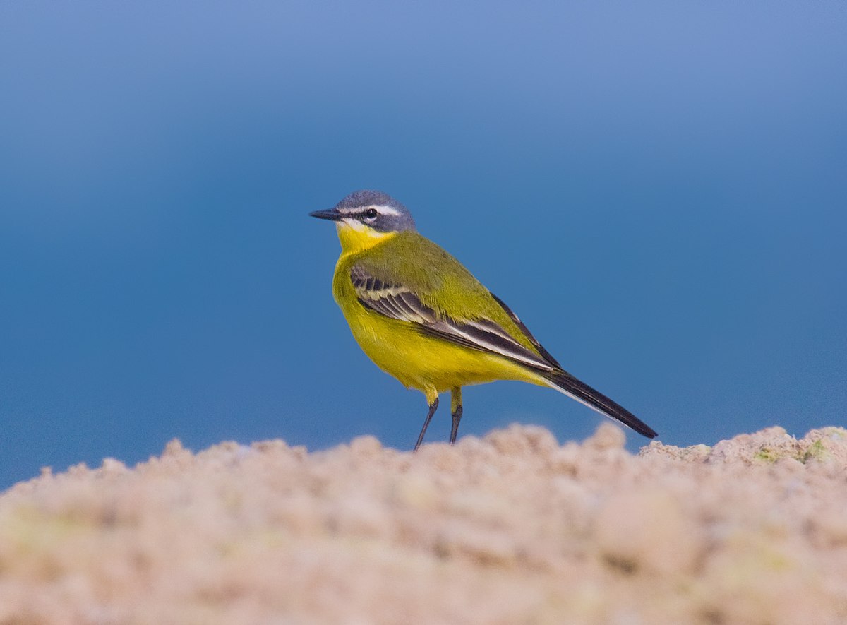 1200px-Yellow_wagtail.jpg