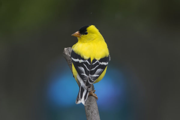 american-goldfinch-bird-e1535806051852.jpg