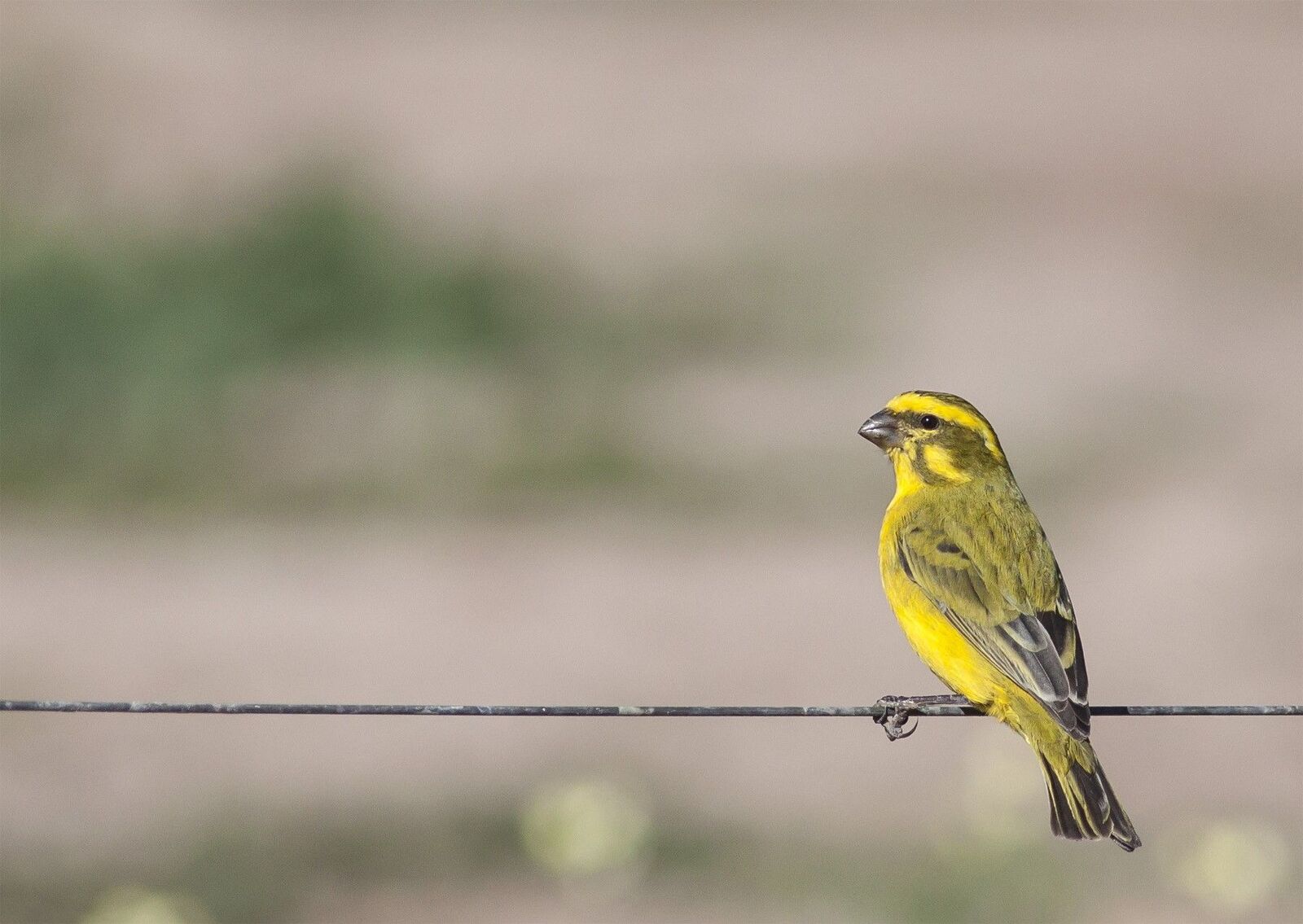 Yellow-Canary.jpg