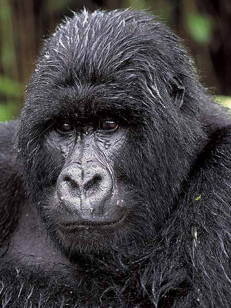 illa-is-one-of-the-great-apes-a-group-that-includes-orang-utans-gorillas-humans-and-chimpanzees..jpg