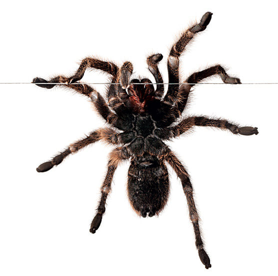 tarantula-556.jpg