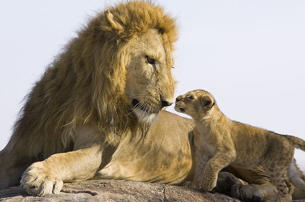 ing+pictures+have+emerged+of+the+moment+a+lion+cub+meets+his+dad+for+the+0000000000000first+time.png