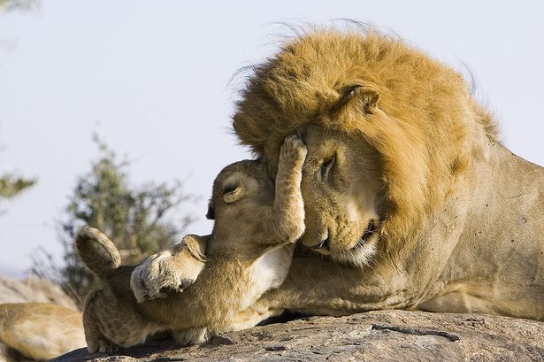 +pictures+have+emerged+of+the+moment+a+lion+cub+meets+his+dad+for+the+first+time-100000000000000.png