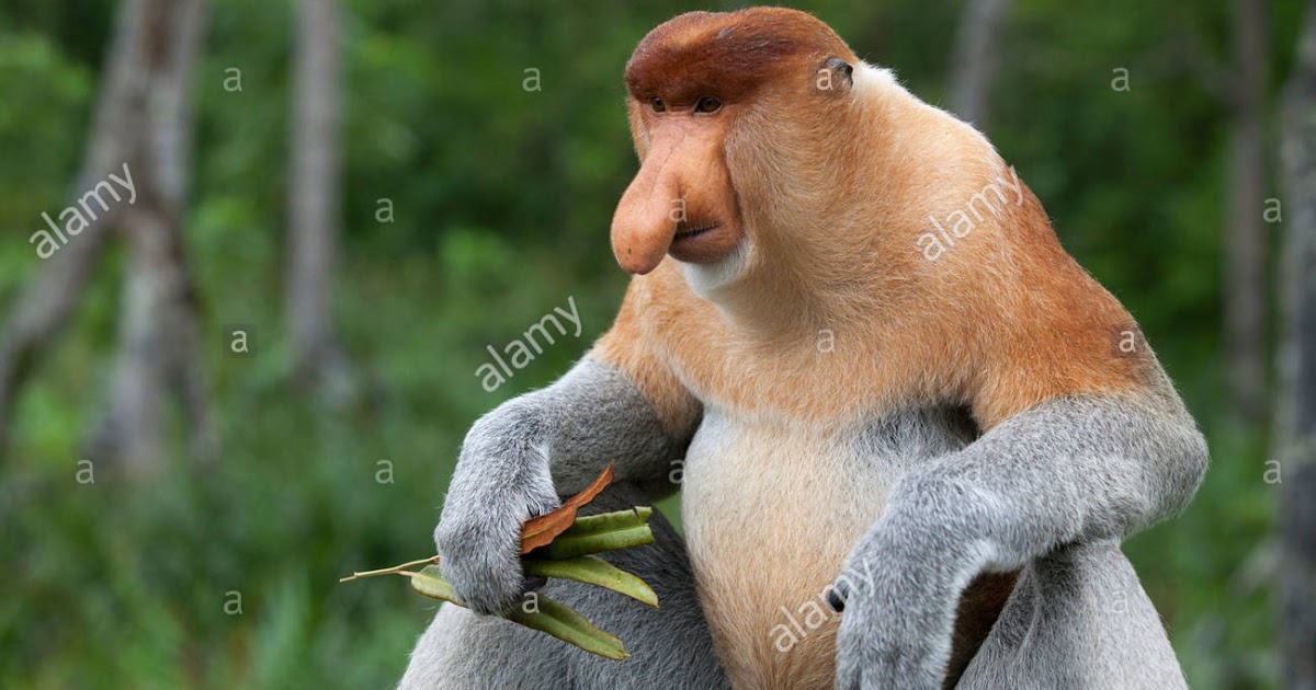 proboscis-monkey-dominant-male-foraging-holding-mangrove-leaves-nasalis-D45KH3.jpg