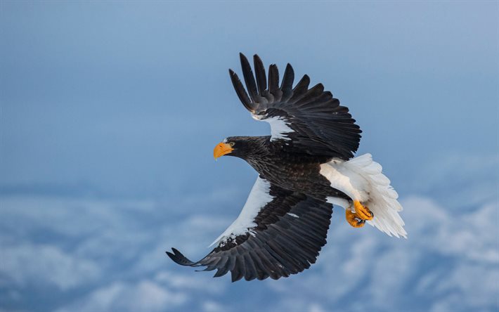 thumb2-stellers-sea-eagle-predatory-bird-eagle-wildlife-beautiful-bird.jpg