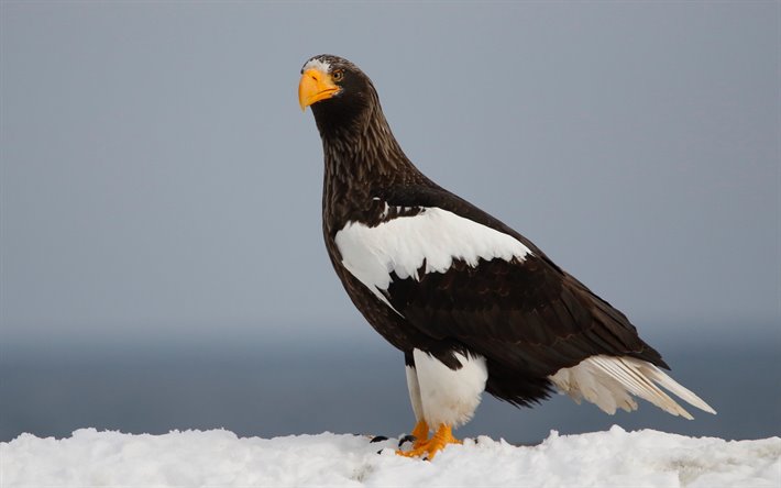 thumb2-stellers-sea-eagle-winter-bird-of-prey-rare-birds-predator.jpg