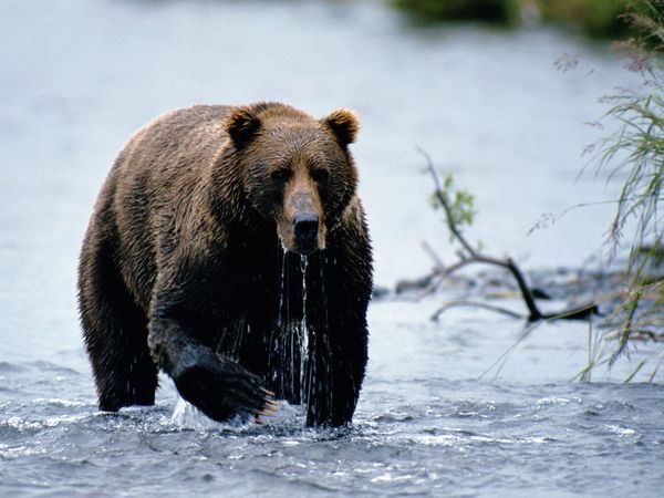 A-Kodiak-brown-bear-emerges-from-a-river.jpg