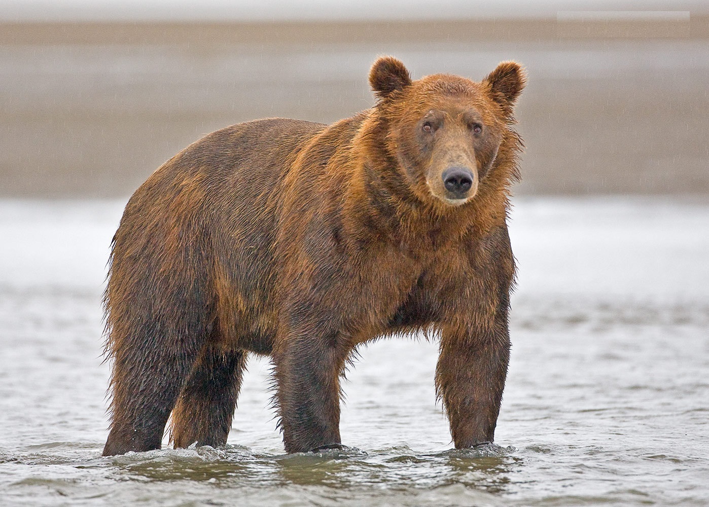 Huge-brown-bear.jpg