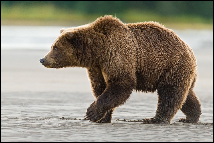 The-brown-bear-is-sometimes-referred-to-as-the-bruin.jpg