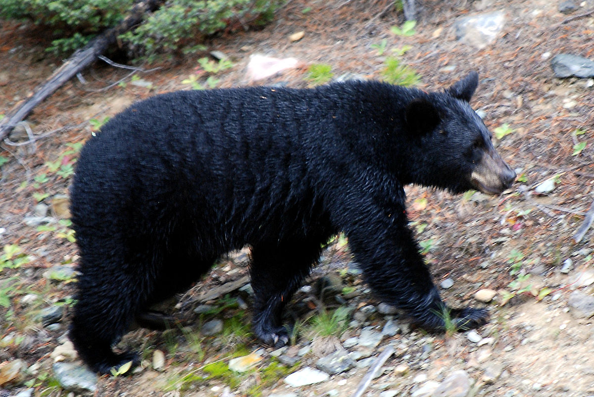1200px-Canadian_Rockies_-_the_bear_at_Lake_Louise.jpg