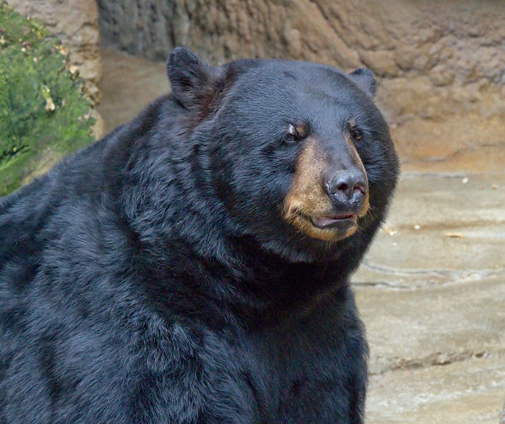 American-black-bear.jpg