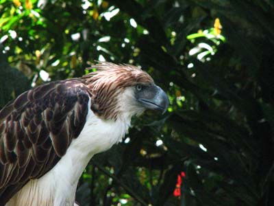 Sir_ArnyPhilippine_Eagle.jpg