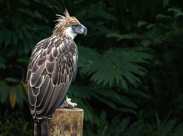 philippine-eagle_95_1_1605639204.jpg