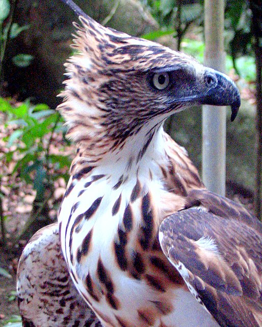 Philippine_Hawk-eagle.jpg