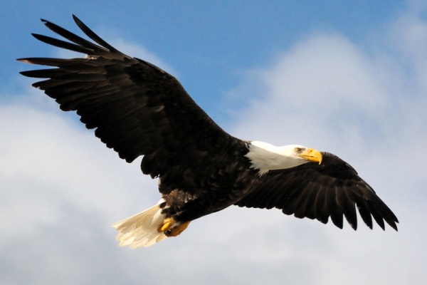facts-about-the-bald-eagle_2149_1_1523933372.jpg