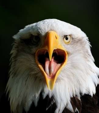 bald_eagle_portrait.jpg