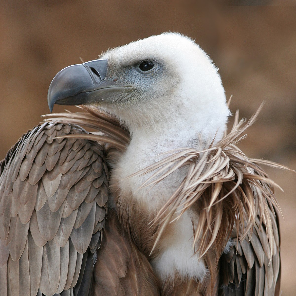 1200px-Vulture_beak_sideview_A.jpg
