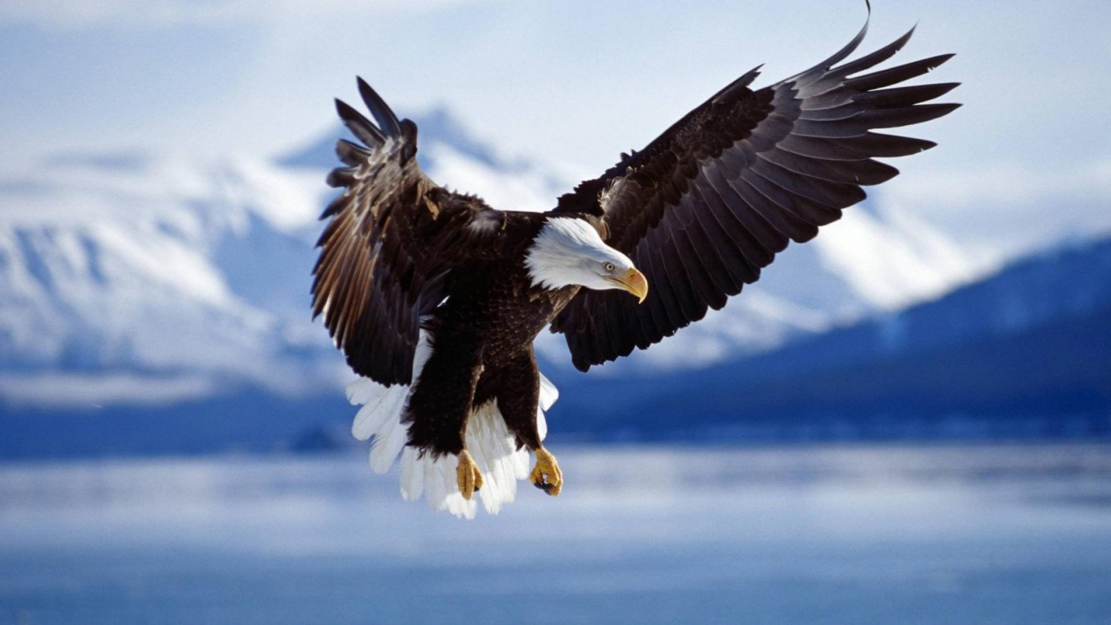 62431-eagle-birds-animals-bald_eagle-wildlife-nature-flying.jpg