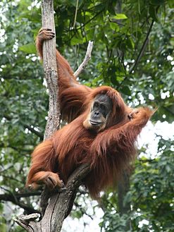 247px-SUMATRAN_ORANGUTAN.jpg
