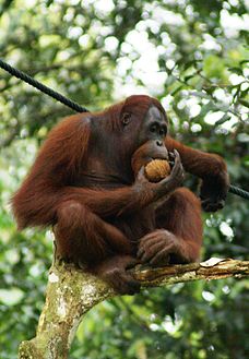 228px-Orang_Utan%2C_Semenggok_Forest_Reserve%2C_Sarawak%2C_Borneo%2C_Malaysia.jpg