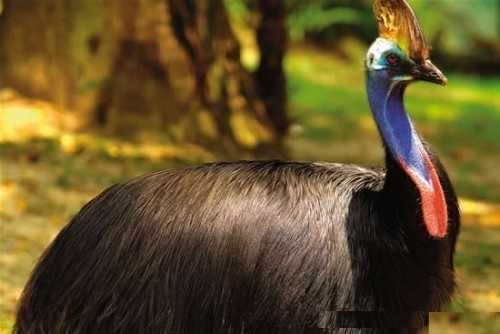 cassowary02.jpg