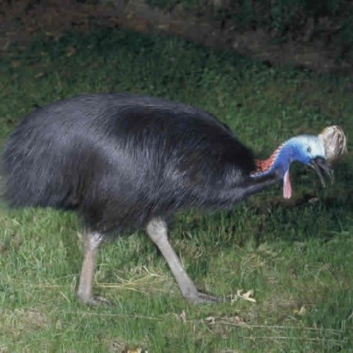 cassowary05.jpg