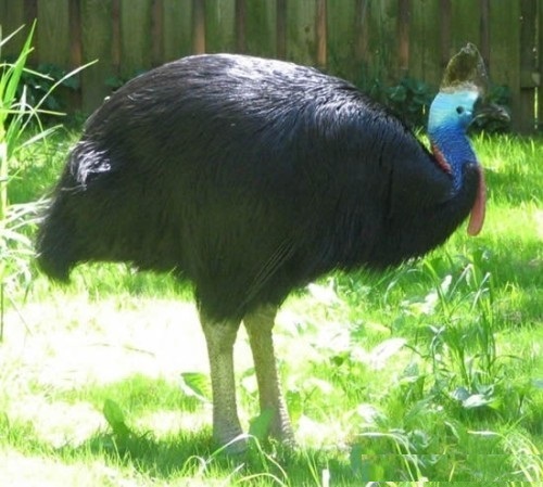cassowary01.jpg