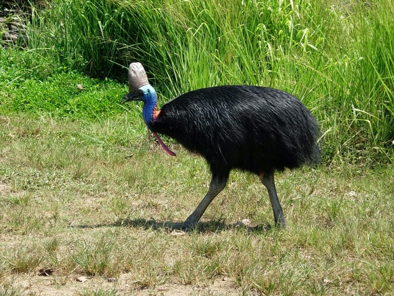 83%D8%A7%D8%B3%D9%88%D8%B1%D9%8A+%D8%A7%D9%84%D8%B4%D9%85%D8%A7%D9%84%D9%8A+(Northern+Cassowary).jpg