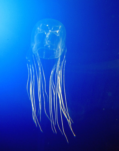 what-is-difference-between-box-jellyfish.jpg