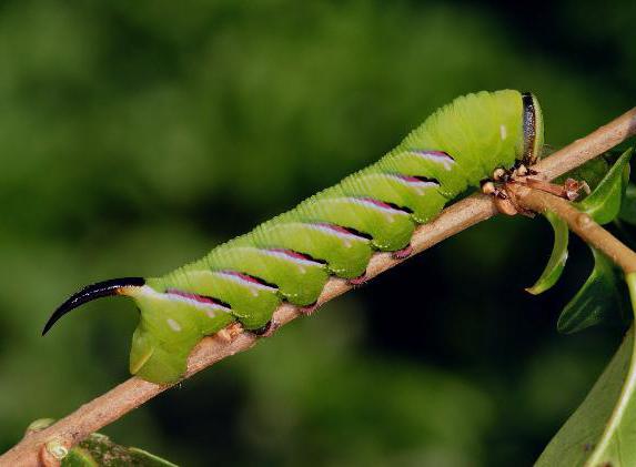 gusenica-s-rogom-na-hvoste-foto-kak-nazivaetsya.jpg